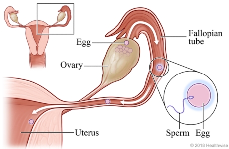 Female reproductive system, with detail of egg passing from ovary to fallopian tube where it is fertilized by sperm