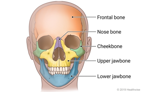 A skull showing the bones of the face