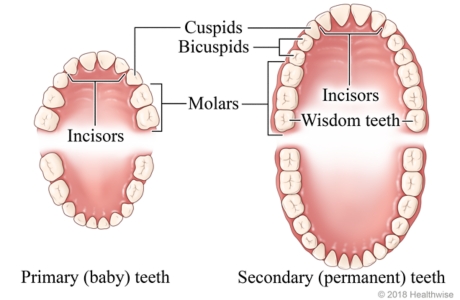 Upper and lower sets of primary (baby) and secondary (permanent) teeth, showing cuspids, bicuspids, incisors, molars, and wisdom teeth