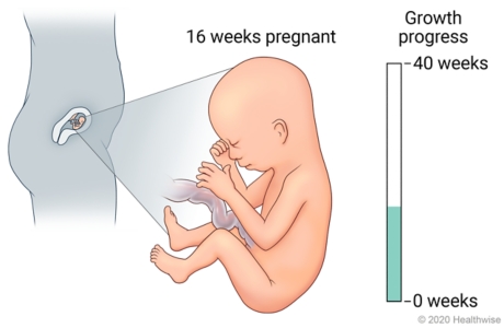 Fetus in uterus, with detail of development at 16 weeks pregnant