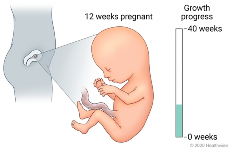 Fetus in uterus, with detail of development at 12 weeks pregnant