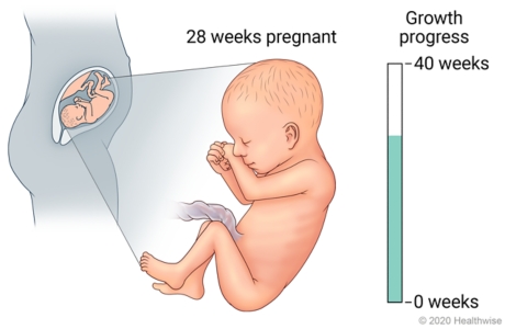 Fetus in uterus, with detail of development at 28 weeks pregnant.