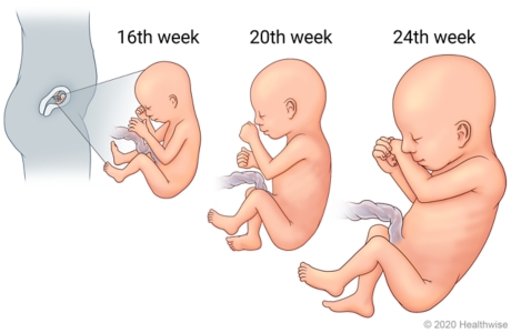 Fetus in uterus, with detail of development at 16th week, 20th week, and 24th week