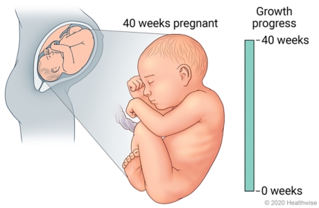 Fetus in uterus, with detail of development at 40 weeks pregnant.