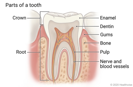 Cross section of tooth showing its parts: crown, enamel, dentin, root, pulp, and nerve and blood vessels, and the gums and bone around it.
