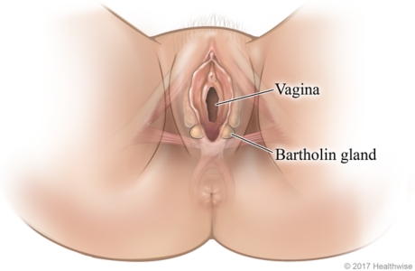 Female genital area, showing Bartholin glands on each side of vagina opening