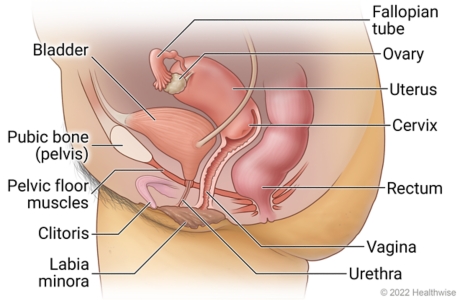 Pelvic floor of human male. | Throw Pillow