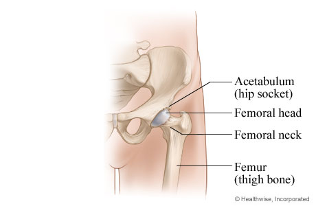 Normal hip joint.
