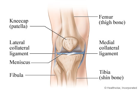 Knee anatomy