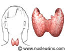 The thyroid gland and where it is in the body