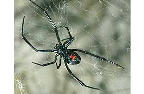 Black widow spider.