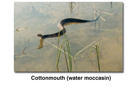 Cottonmouth (water moccasin).