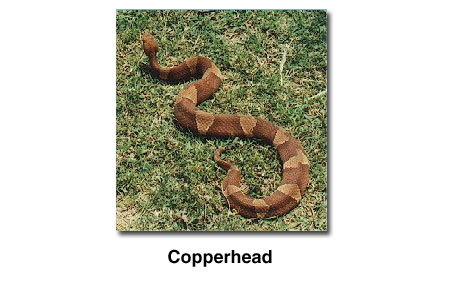 Copperhead snake.