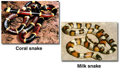 A coral snake and a milk snake.