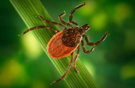 Western black-legged tick.