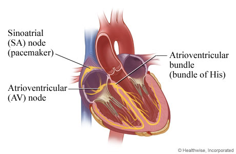 The electrical system of the heart (inner view).