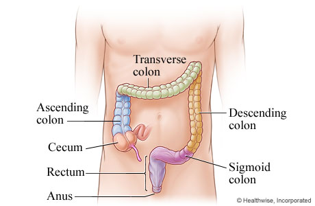 The parts of the large intestine.