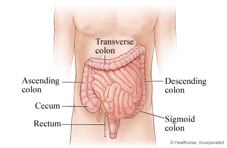 The parts of the lower digestive system