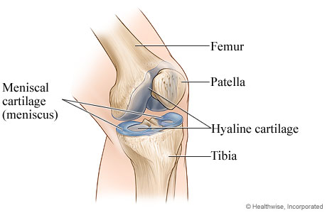 Normal knee joint