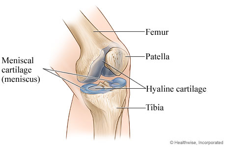 Normal knee joint.