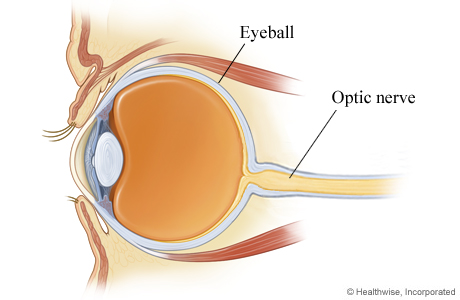 Optic nerve.