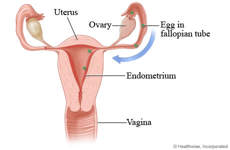 Menstrual cycle: Lining of uterus thickens and egg is released