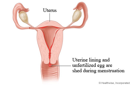 Menstrual cycle: Uterine lining is shed.