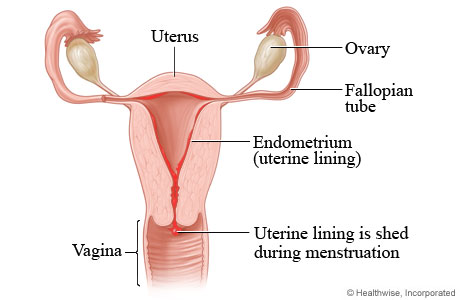 Menstrual flow.