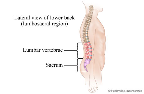 Picture of the lumbosacral region of the spine (lower back)