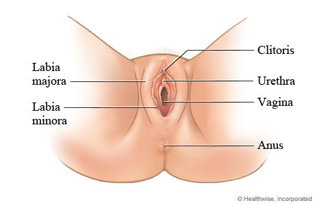 Picture of female external genitalia