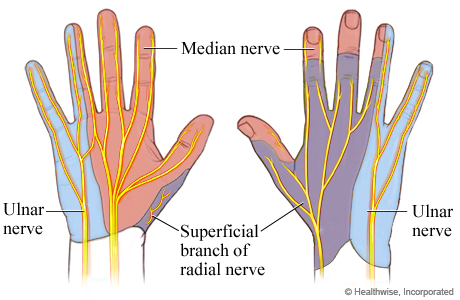Nerves in the hand and areas of skin that get feeling from those nerves.