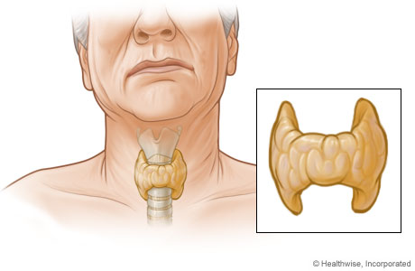 Thyroid gland and its location in the body