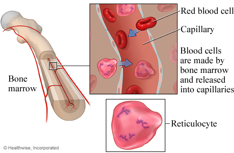 Reticulocytes