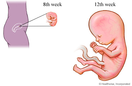 Fetal development in the first trimester