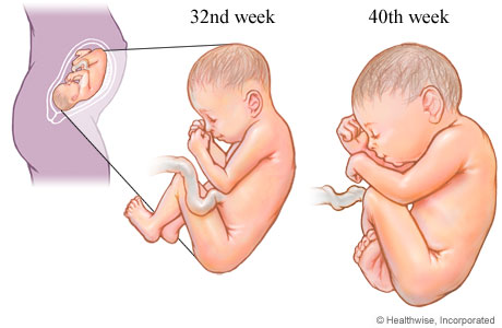 Fetal development in the third trimester