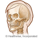 The bones of the head