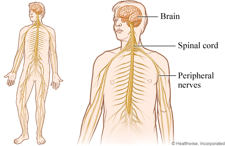 Nervous system.