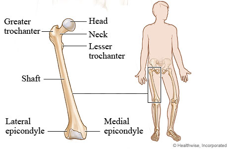 Femur (thigh bone).
