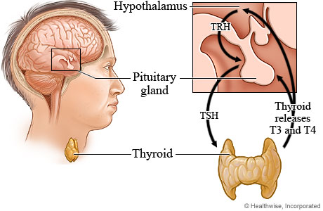 The thyroid hormone production process