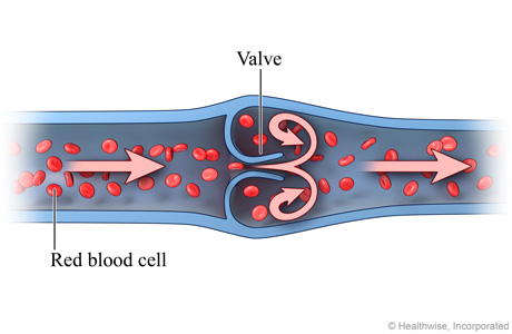 Normal venous blood flow (cross-section)