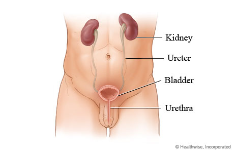 Male urinary system