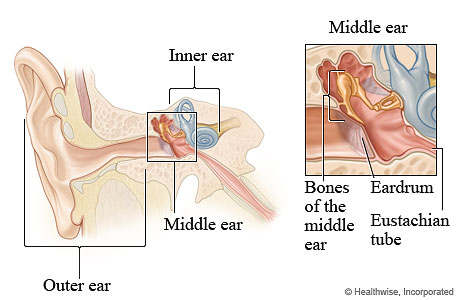 Middle ear