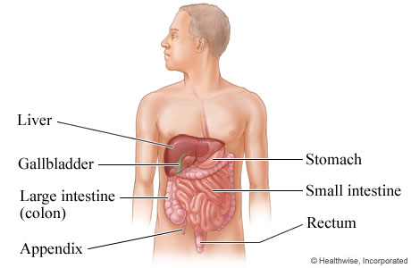 Abdominal organs