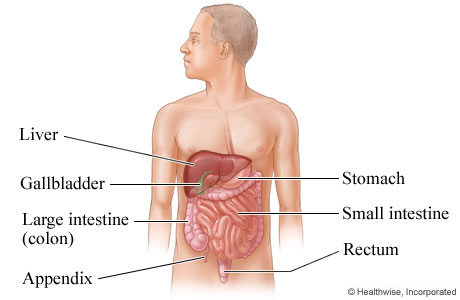 Abdominal organs.