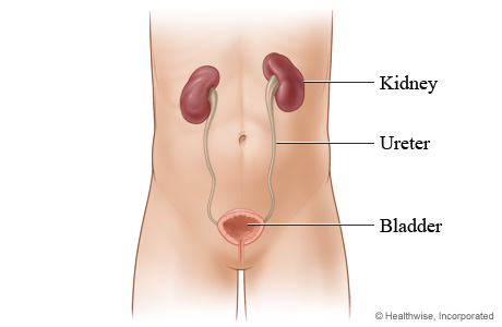 Kidneys and their location in the body