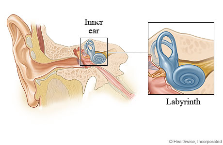 Ear anatomy showing where the labyrinth is located