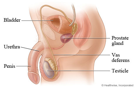 Prostate, showing its location in the body.