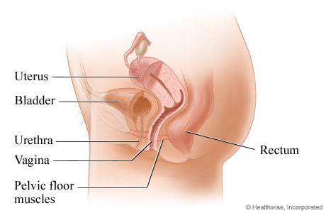 Female pelvic organs.