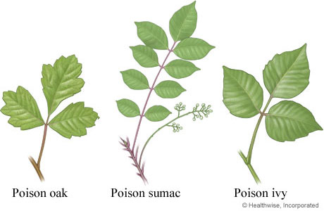 Leaves of poison oak, sumac, and ivy.