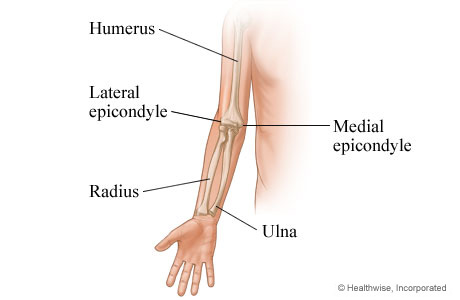 Bones of the arm.